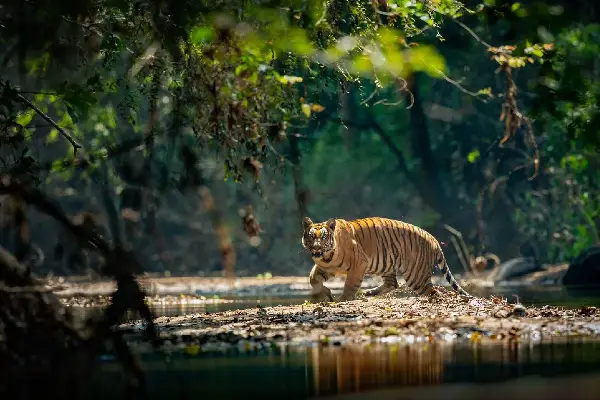 Tiger Park in Thekkady