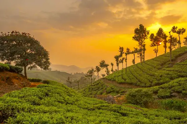 Kerala starter tour package featuring Munnar tea plantations and Alleppey backwaters