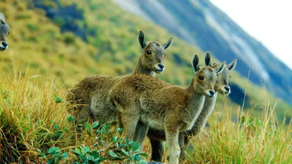 Idukki Wildlife Sanctuary