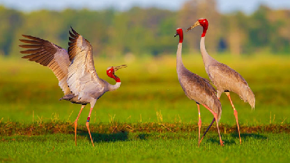 Thattekkad Bird Sanctuary